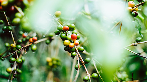 Coffee, Teas, and More Coffee, Teas, and More